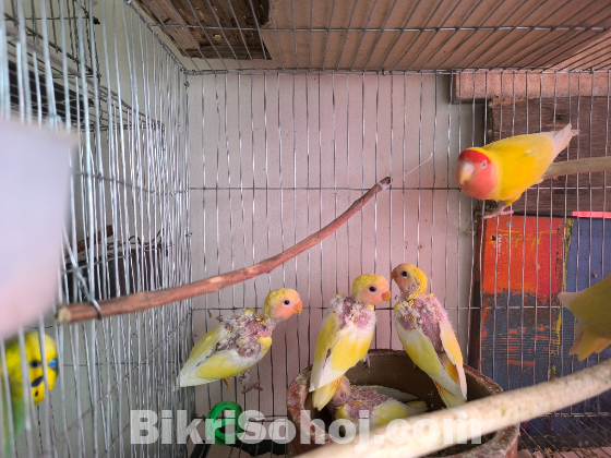 Love Bird Tame Size